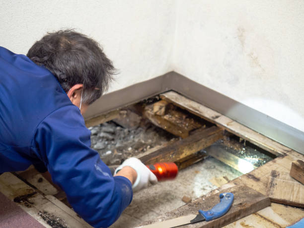 Home Mold Removal in Meadville, PA