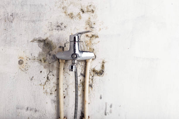 Best Mold Removal Process  in Meadville, PA
