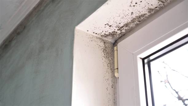 Best Mold Remediation Services  in Meadville, PA