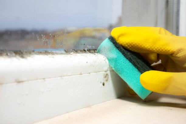Certified Mold Removal in Meadville, PA