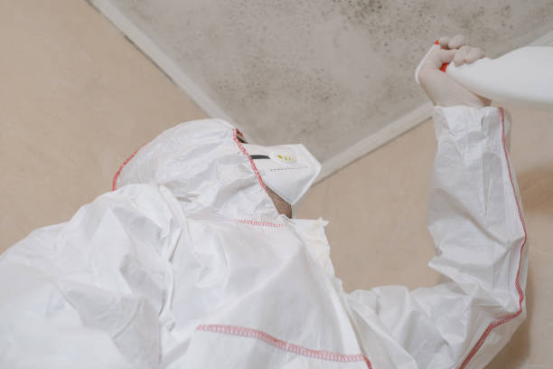 Professional Mold Removal in Meadville, PA