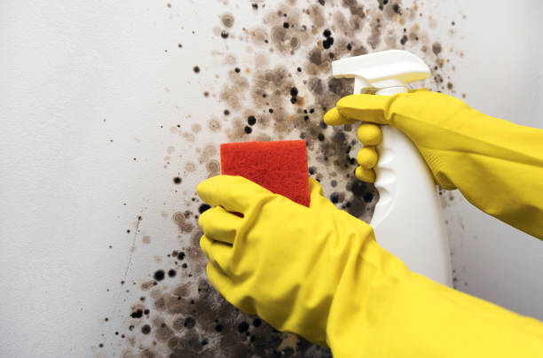 Best Emergency Mold Removal  in Meadville, PA