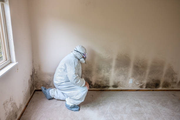 Best Mold Cleaning Services  in Meadville, PA