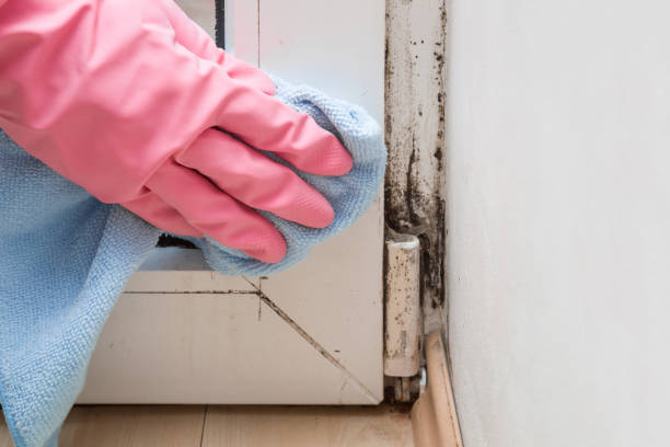 Best Certified Mold Removal  in Meadville, PA