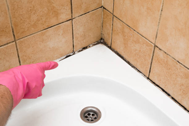 Best Commercial Mold Removal  in Meadville, PA